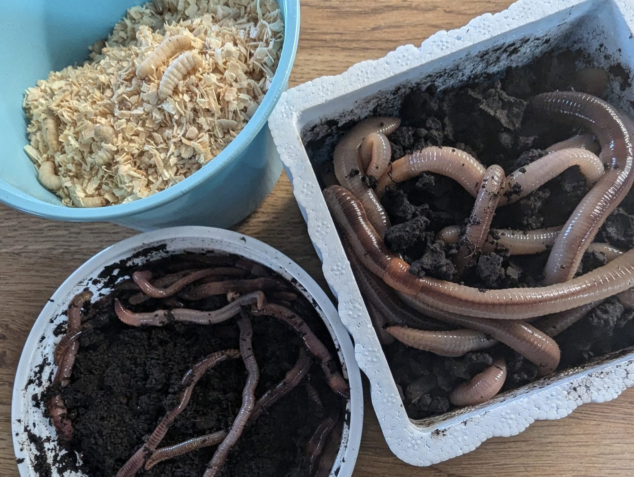 Live bait — nightcrawlers and wax worms in containers
