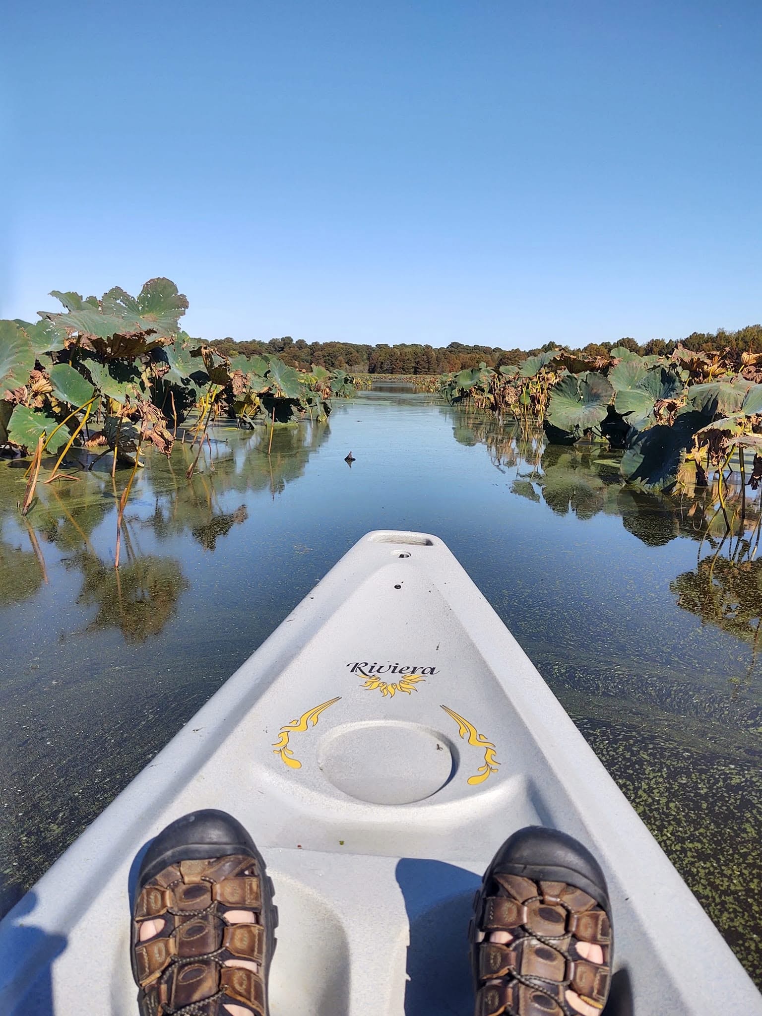 First-person view from a kayak paddling through the cypress stands