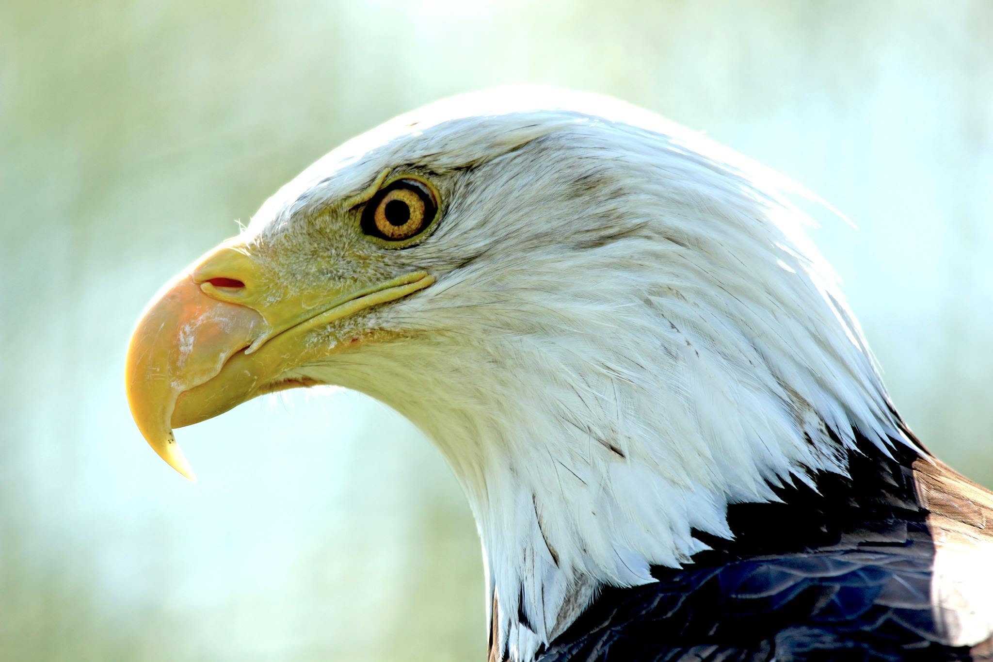 Close-up portrait of a bald eagle at Reelfoot Lake