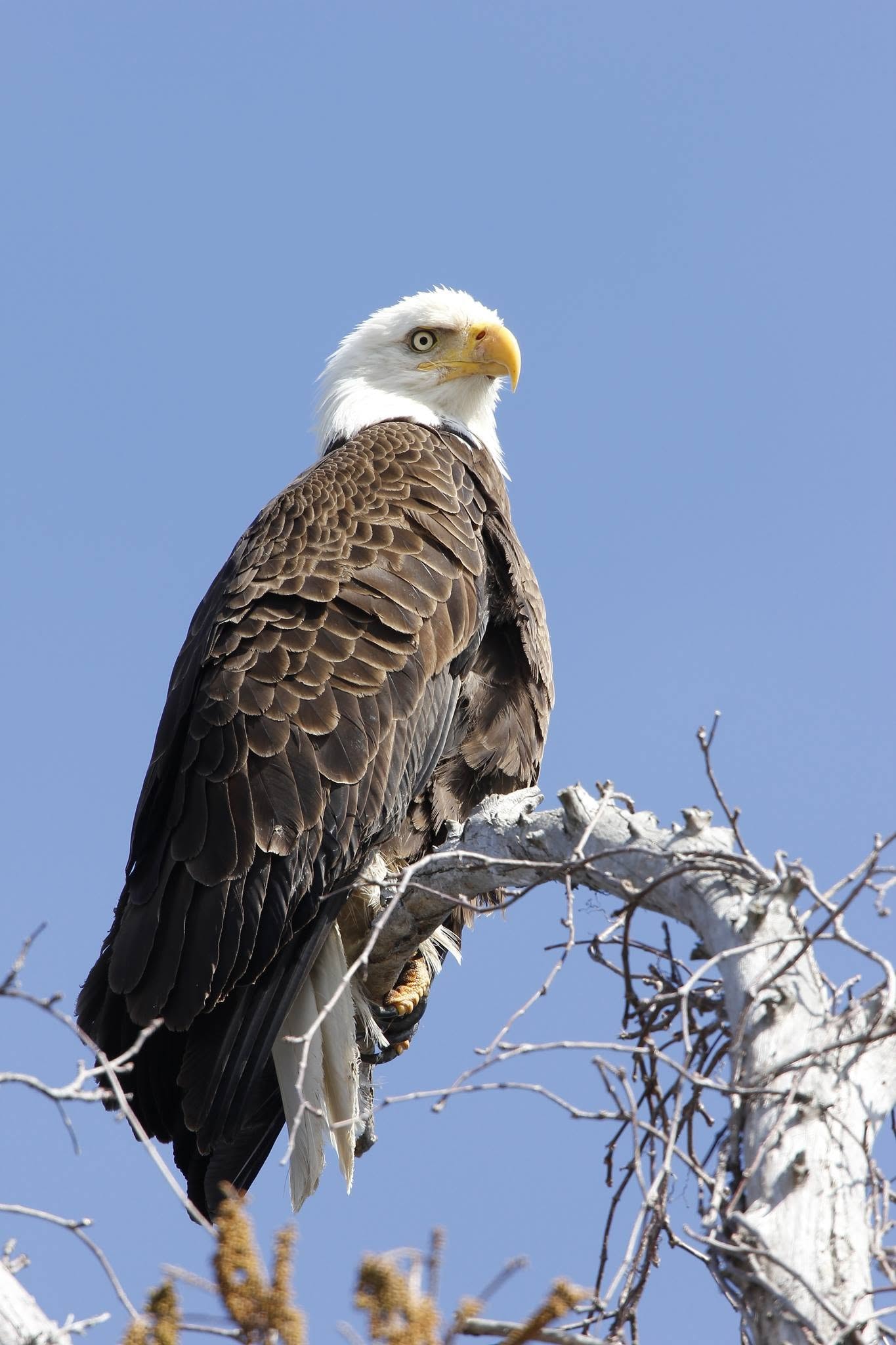 Bald eagle perched on a dead cypress tree at Reelfoot Lake