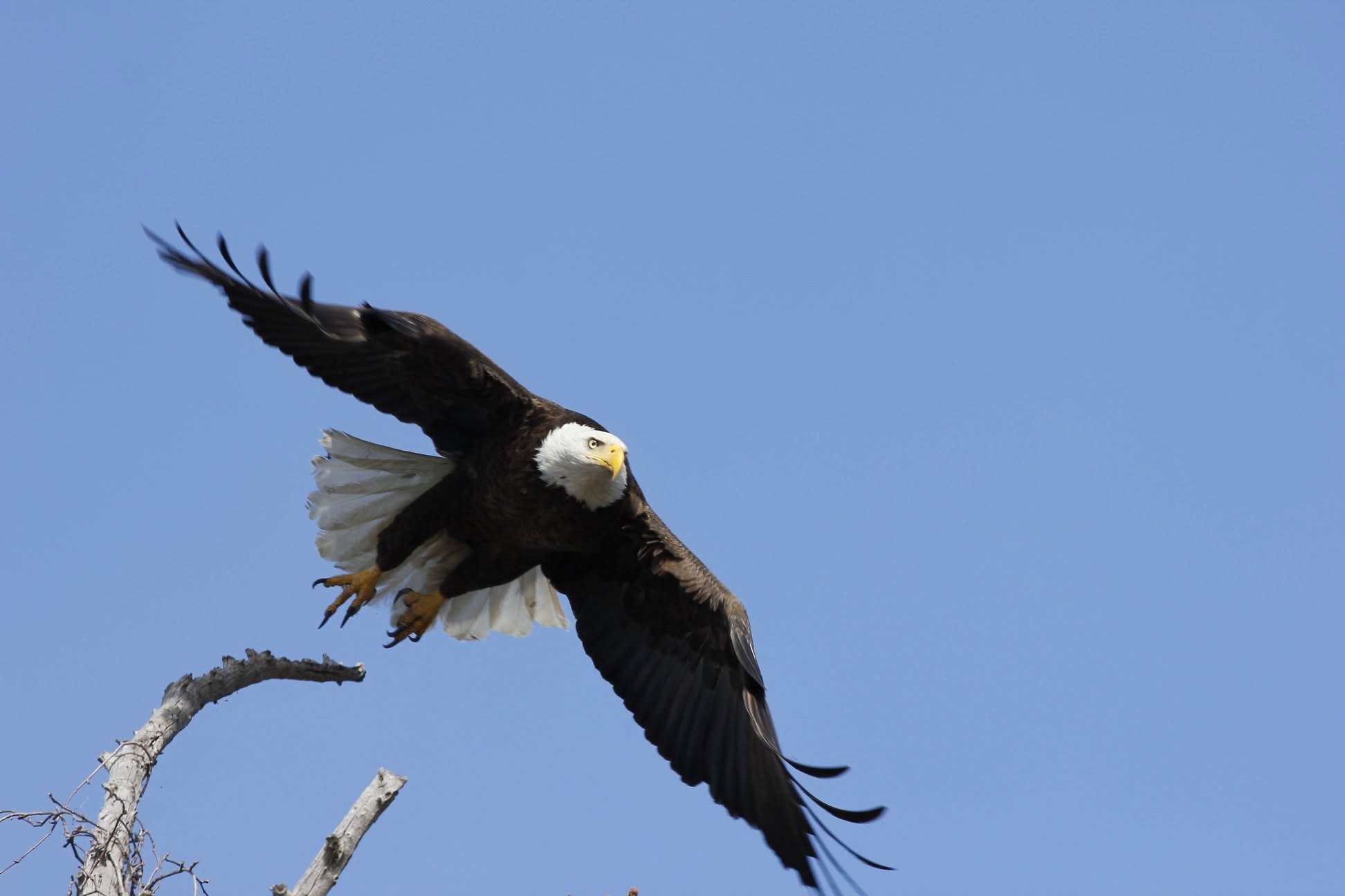 Bald eagle taking flight from a dead tree at Reelfoot Lake