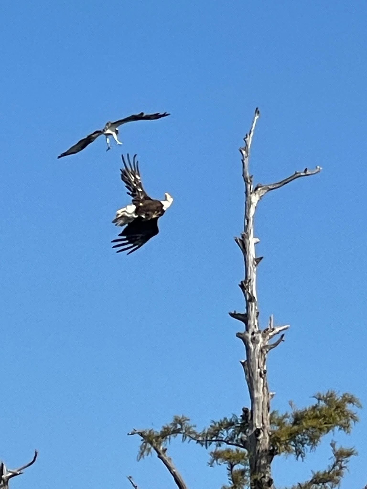Two bald eagles soaring over cypress trees at Reelfoot Lake
