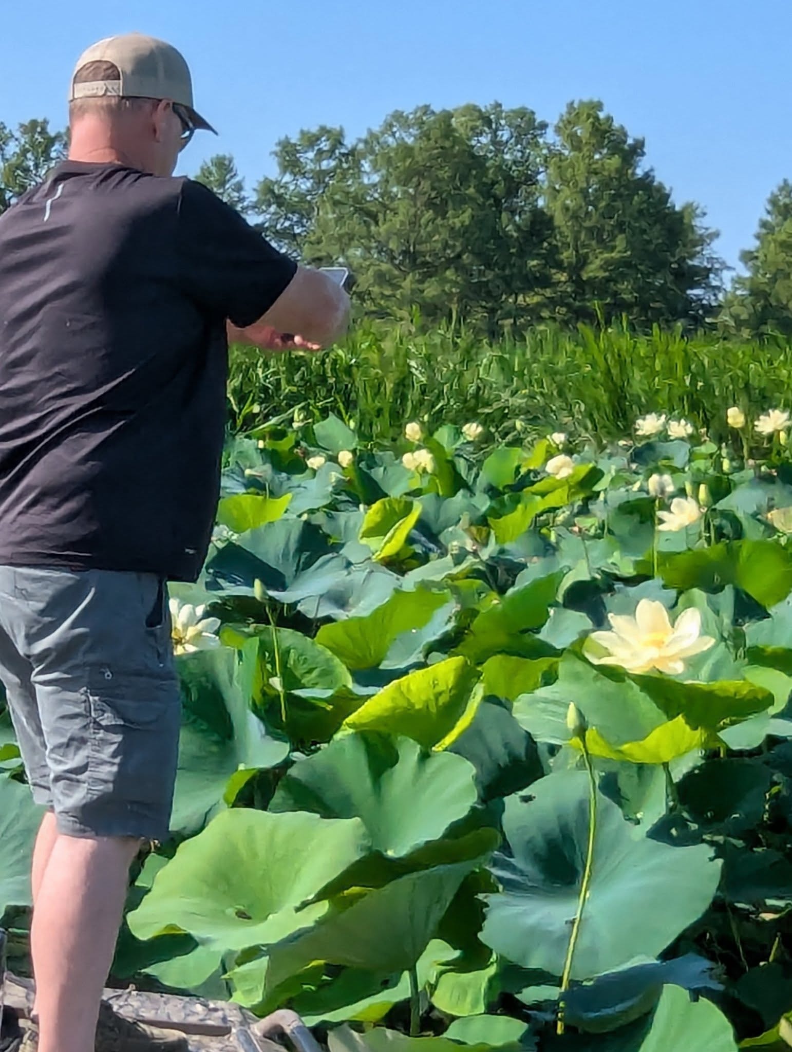 Guest photographing American lotus blooms up close on a Reelfoot Lake lotus tour
