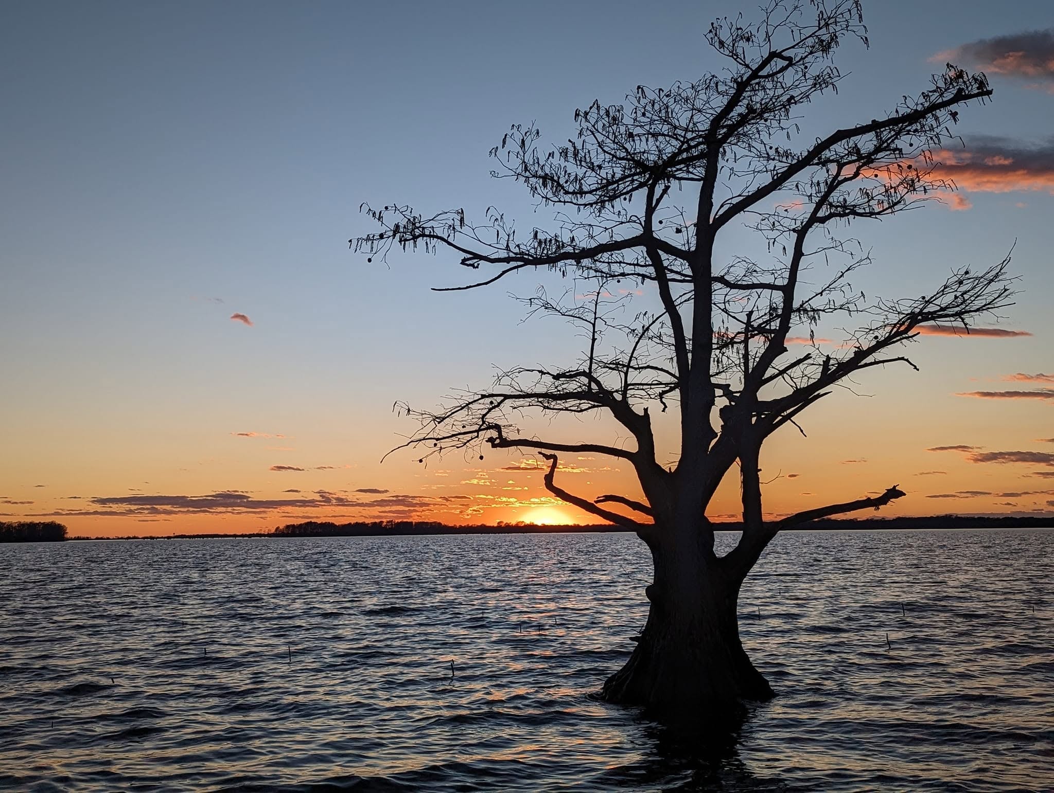 Reelfoot Lake sunset framed by cypress branches with lily pads on the water