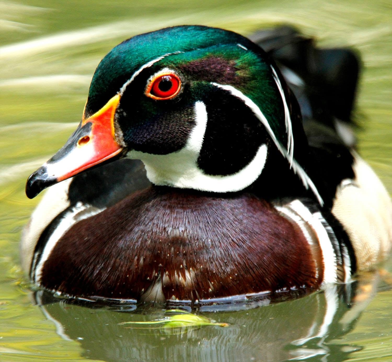 Close-up portrait of a wood duck swimming on Reelfoot Lake