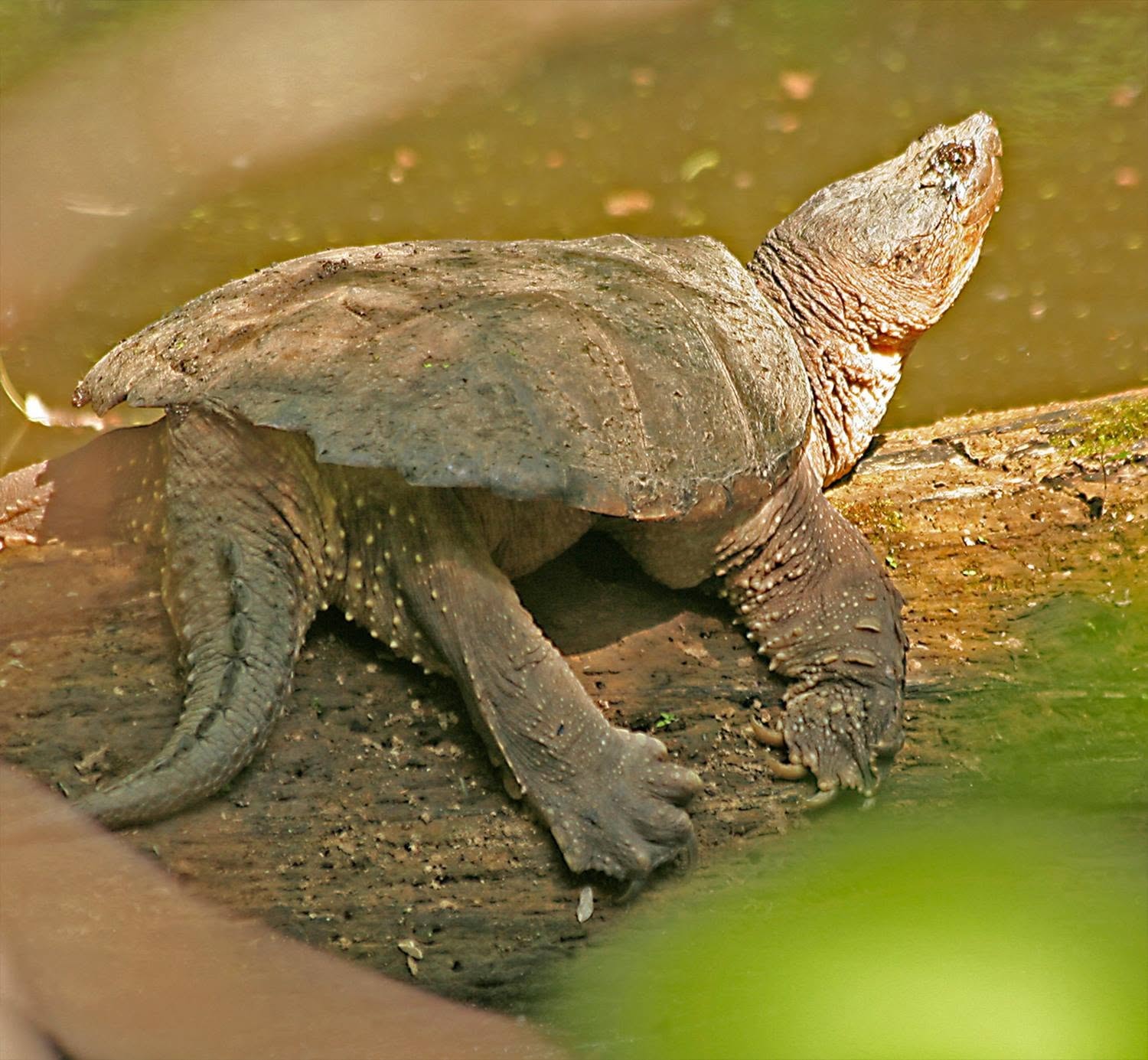 Snapping turtle basking on a log at Reelfoot Lake