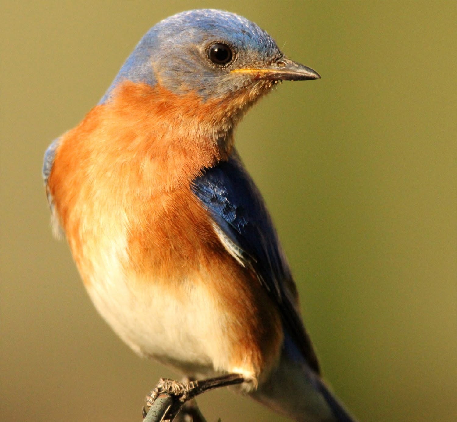 Eastern bluebird perched on a branch near Reelfoot Lake