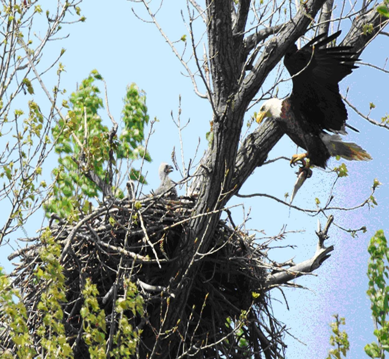 Bald eagle returning to nest with eaglets at Reelfoot Lake