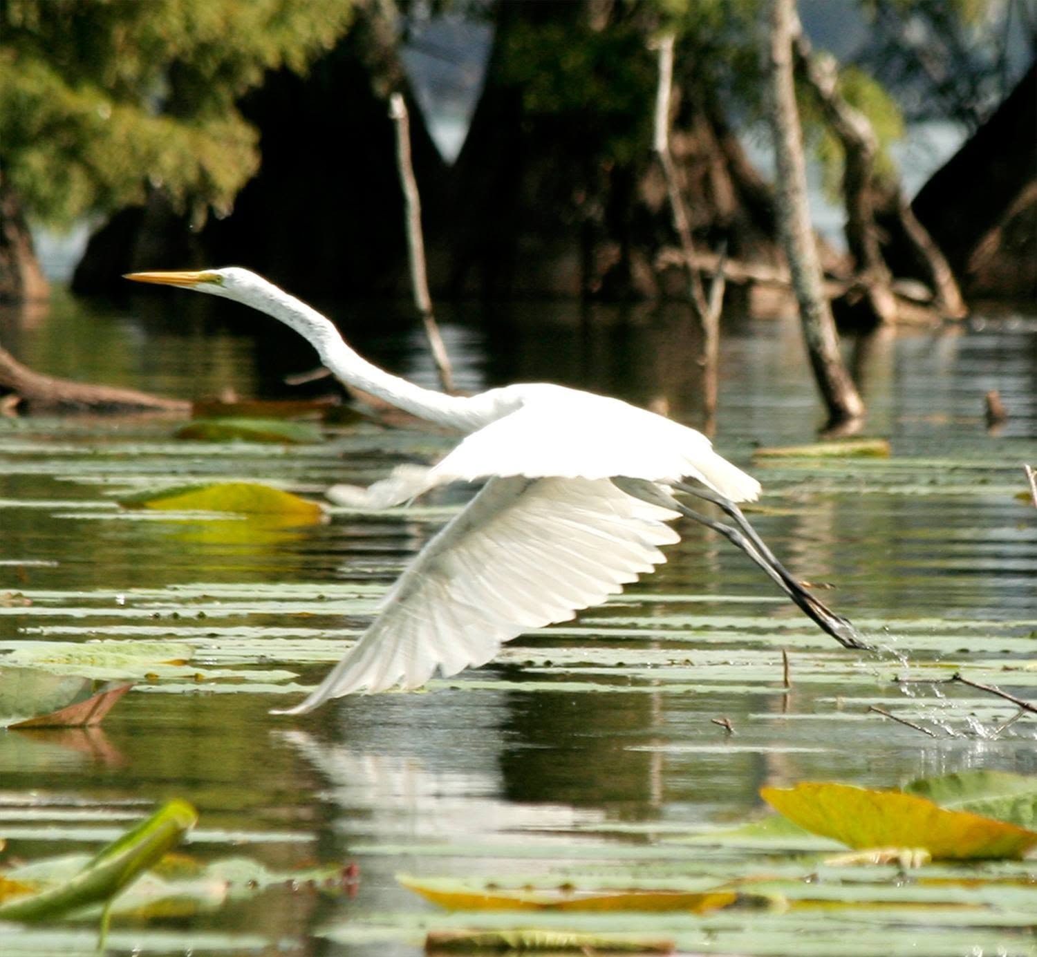 Great egret in flight low over the lily pads of Reelfoot Lake