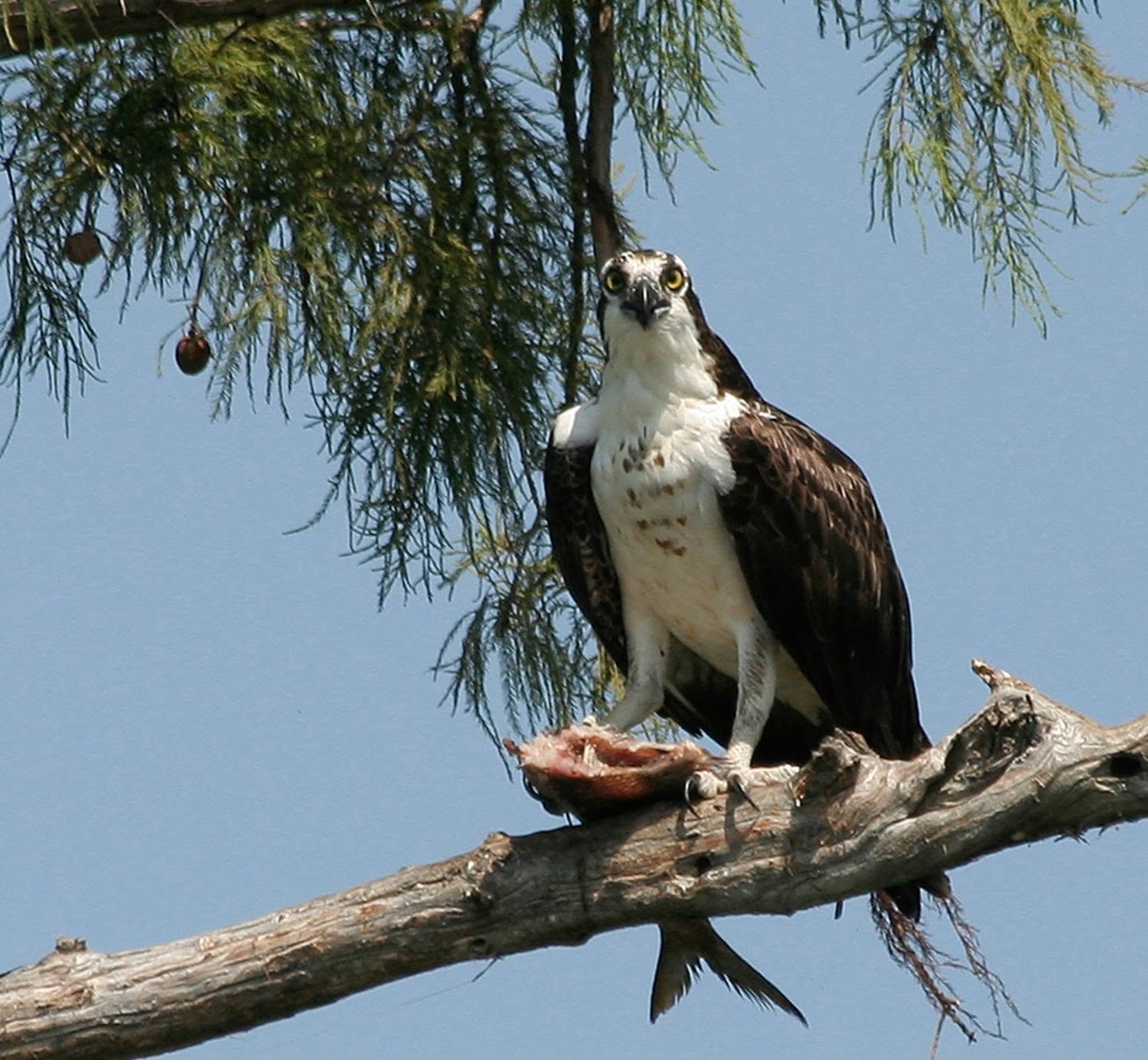 Osprey perched on a cypress branch with a fresh catch at Reelfoot Lake
