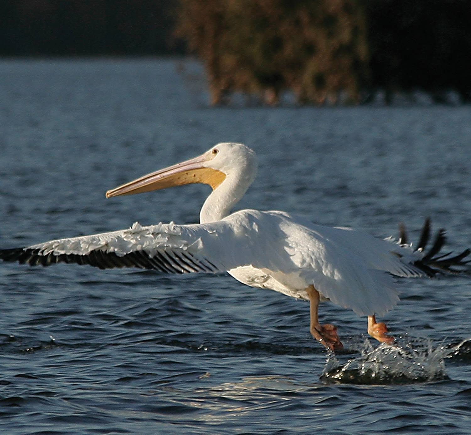 American white pelican taking off from the surface of Reelfoot Lake