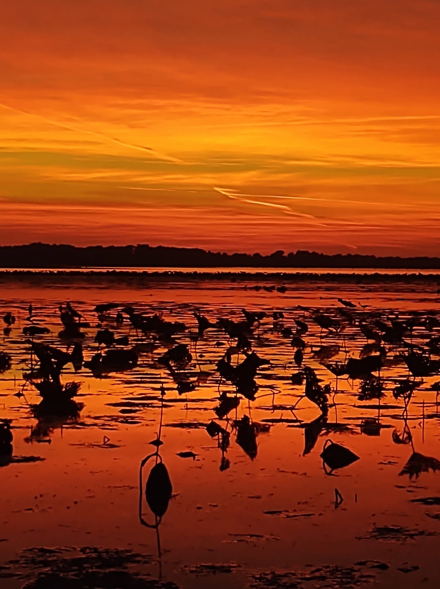 Fiery orange sunset over Reelfoot Lake lotus fields with bird silhouettes
