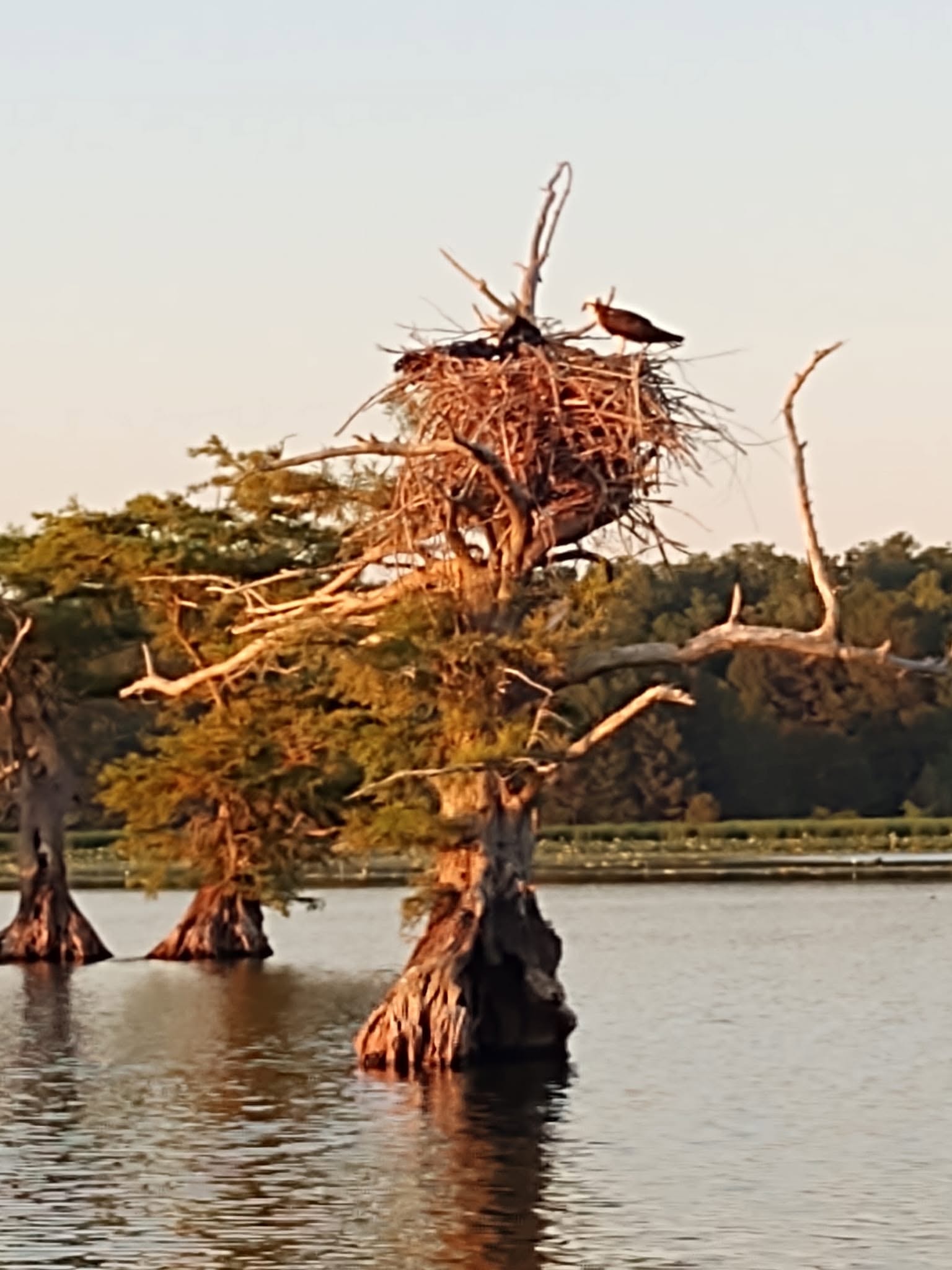 Bird nesting atop an ancient cypress tree rising from Reelfoot Lake