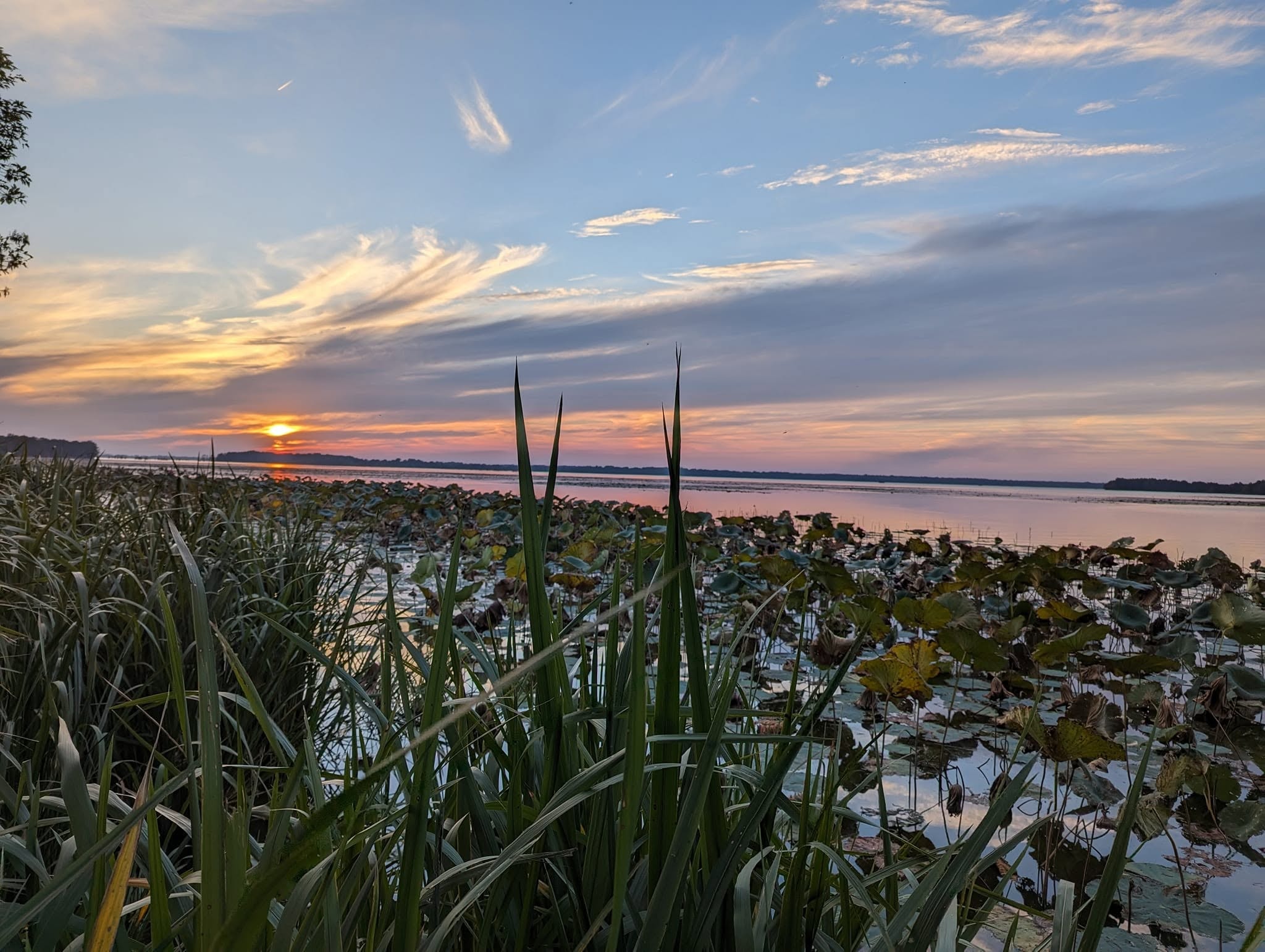 Sunset over Reelfoot Lake wetlands with lotus pads and cattails