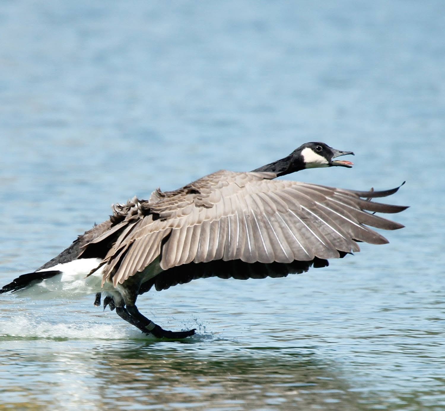 Canada goose taking flight from the surface of Reelfoot Lake