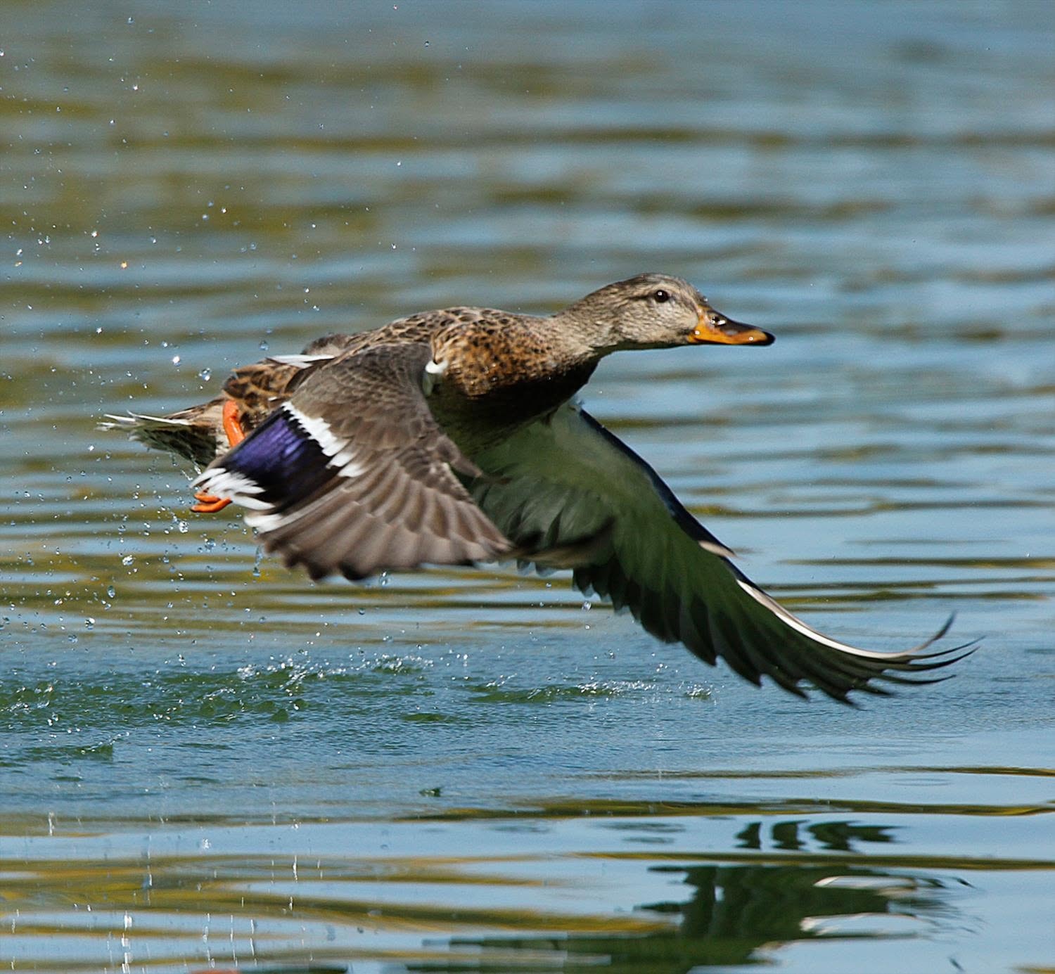 Mallard duck taking flight low over the water at Reelfoot Lake