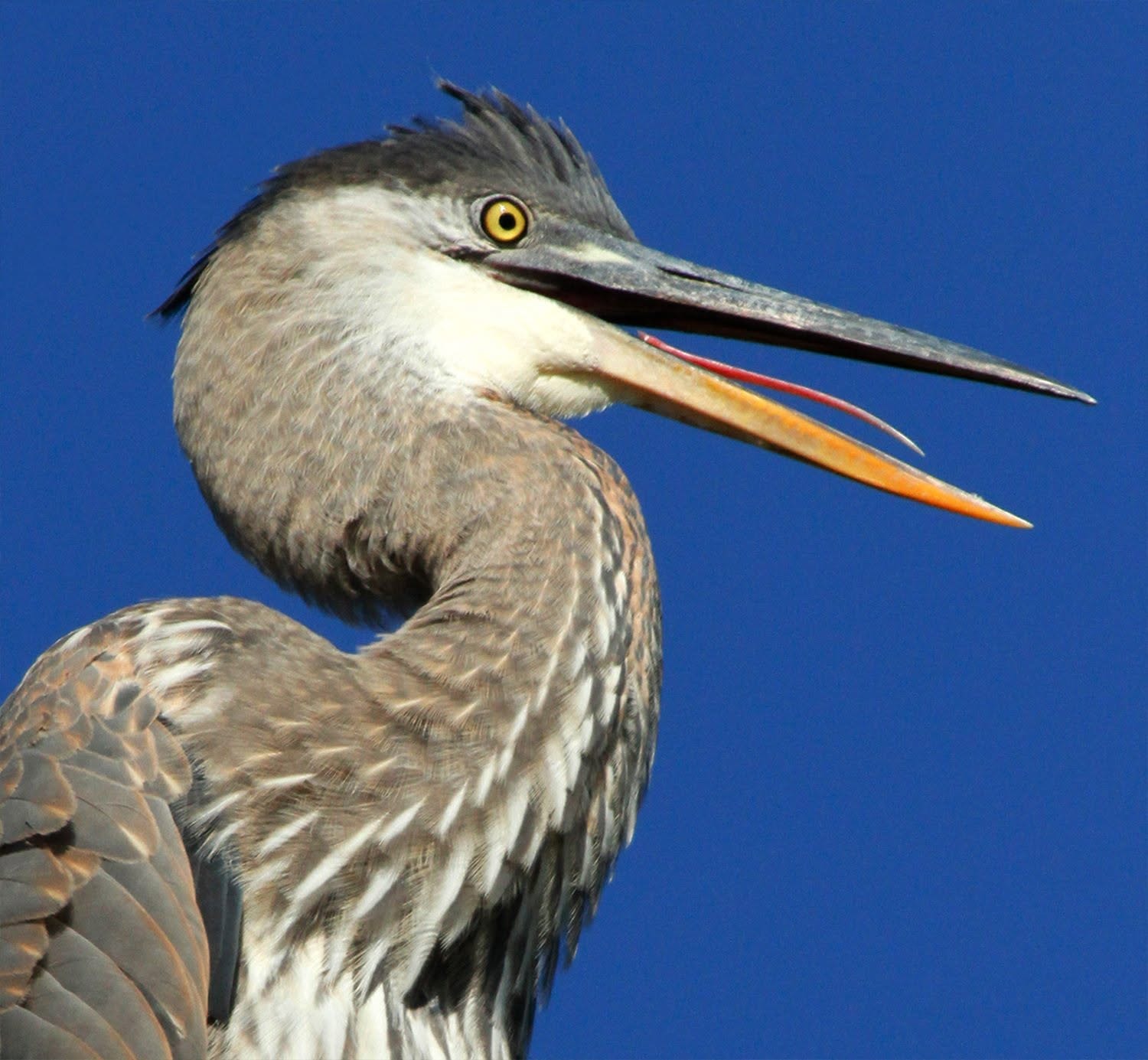 Close-up portrait of a great blue heron with open beak against a blue sky