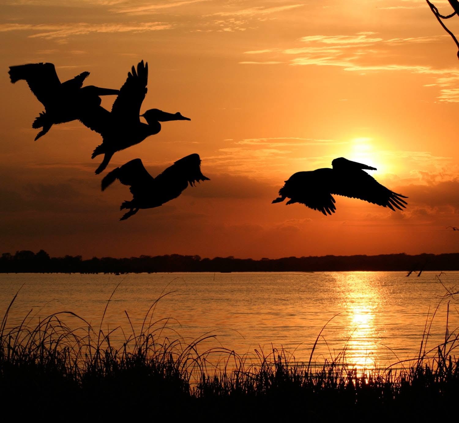 Pelicans silhouetted in flight against a fiery orange sunset over Reelfoot Lake