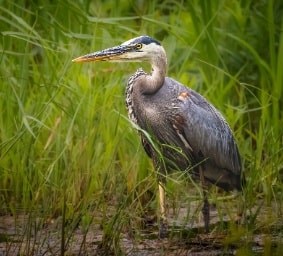 Great blue heron wading in the wetland marshes of Reelfoot Lake