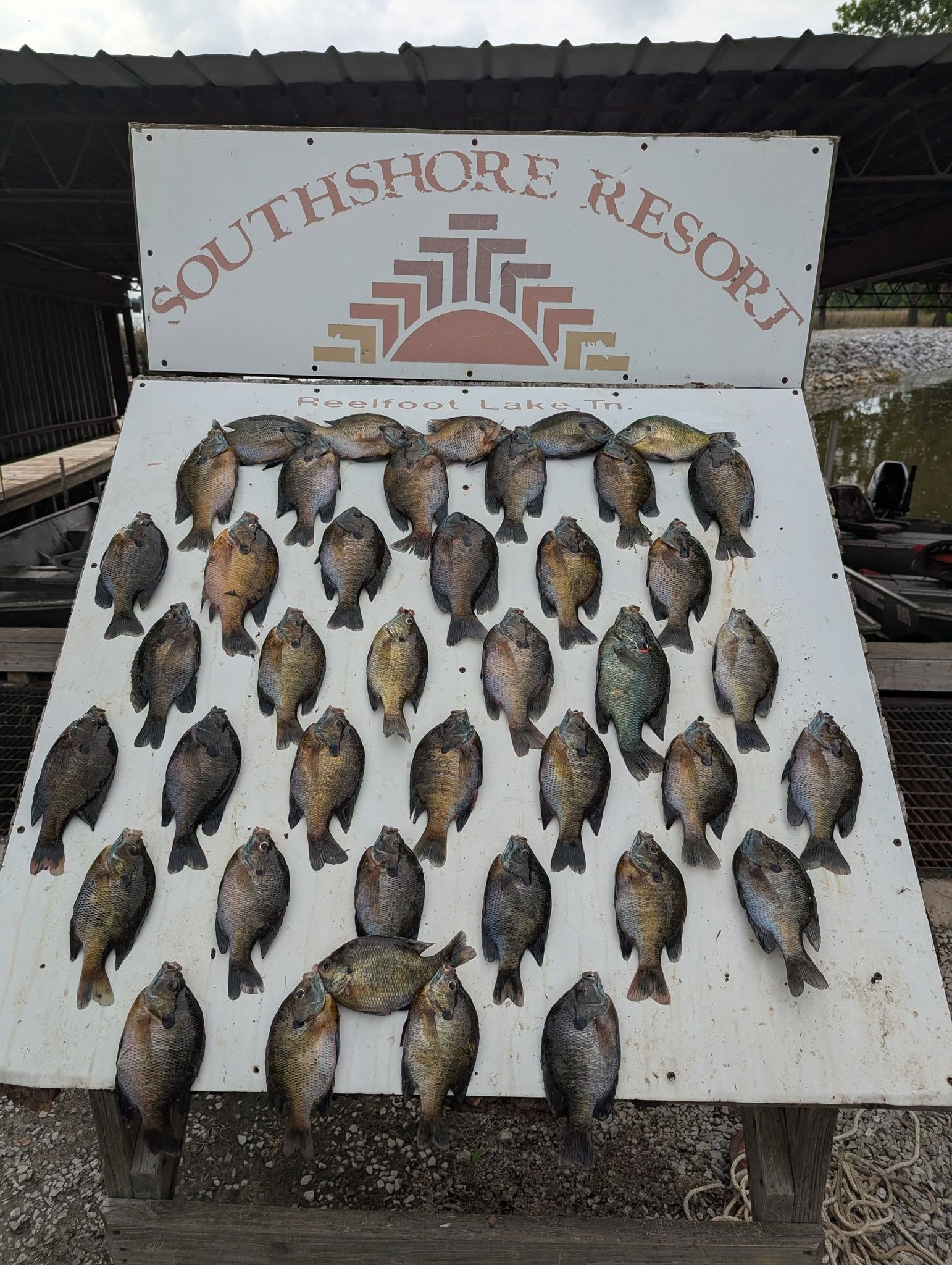Bluegill catch board at Southshore Resort