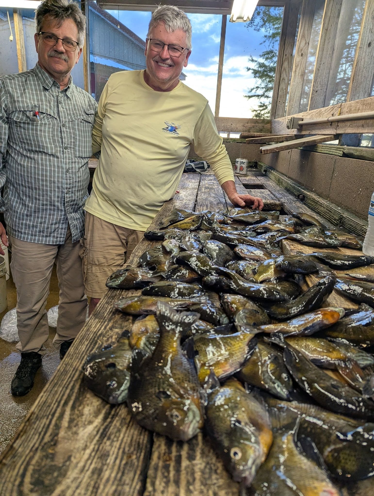 Two anglers with a massive bluegill haul on the cleaning table
